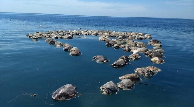 epa06979744 A view of lifeless turtles floating at the Puerto Escondido waters, in Oaxaca, Mexico, 28 Agust 2018. Around 300 turtles of the endangered species Lepidochelys olivacea, or olive ridley sea turtle, died after getting trapped in tuna fishing nets in the Mexican Pacific. EPA/Francisco Simerman BEST QUALITY AVAILABLE